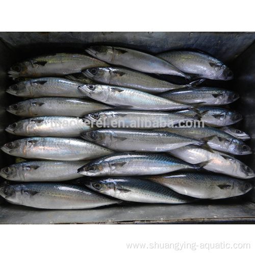 Frozen Pacific Mackerel Fish 300-500g For Wholesale
